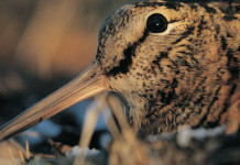 Beccaccia, 28 giugno a Urbino conferenza scientifica europea sulla sua gestione Beccaccia, 28 giugno a Urbino conferenza scientifica europea sulla sua gestione
