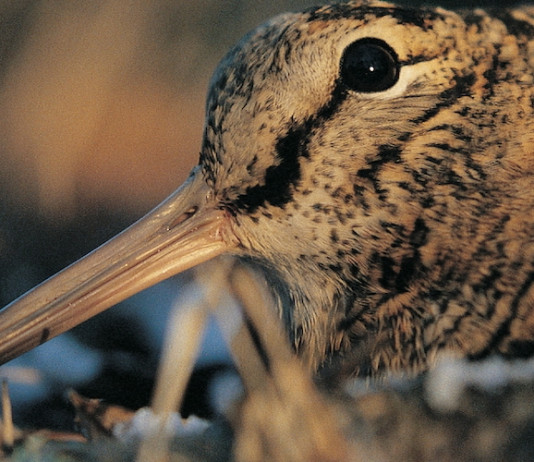 Beccaccia, 28 giugno a Urbino conferenza scientifica europea sulla sua gestione Beccaccia, 28 giugno a Urbino conferenza scientifica europea sulla sua gestione