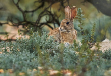 Come si articola il calendario venatorio della Sicilia? Come si articola il calendario venatorio della Sicilia? coniglio selvatico