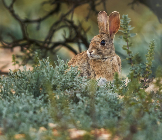 Come si articola il calendario venatorio della Sicilia? Come si articola il calendario venatorio della Sicilia? coniglio selvatico