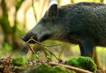 Commissario straordinario alla peste suina africana proroga ancora la validità dell’ordinanza 5/2024 Commissario straordinario alla peste suina africana proroga ancora la validità dell’ordinanza 5/2024: cinghiale