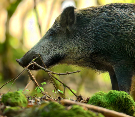 Commissario straordinario alla peste suina africana proroga ancora la validità dell’ordinanza 5/2024 Commissario straordinario alla peste suina africana proroga ancora la validità dell’ordinanza 5/2024: cinghiale