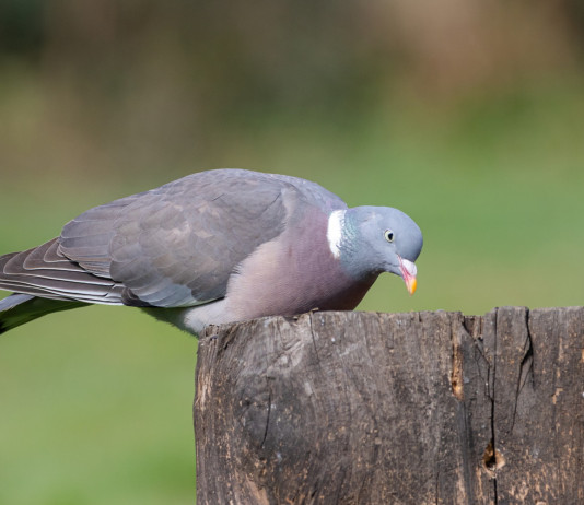 Consiglio di Stato respinge appello Libera Caccia su controllo del colombaccio in Emilia Romagna Consiglio di Stato respinge appello Libera Caccia su controllo del colombaccio in Emilia Romagna