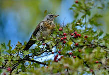 Divieto di caccia sui valichi montani, Fidc Lombardia chiede intervento del governo Divieto di caccia sui valichi montani, Fidc Lombardia chiede intervento del governo - cesena (Turdus pilaris)