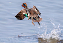 Ecco le date previste dal calendario venatorio delle Marche 2025/2026 Ecco le date previste dal calendario venatorio delle Marche: alzavola (Anas crecca) prende il volo dall'acqua