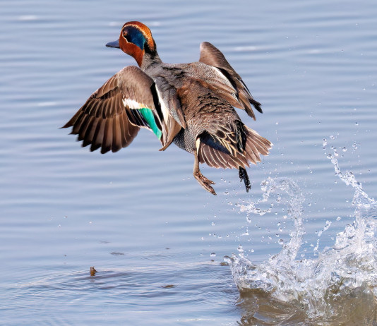 Ecco le date previste dal calendario venatorio delle Marche 2025/2026 Ecco le date previste dal calendario venatorio delle Marche: alzavola (Anas crecca) prende il volo dall'acqua