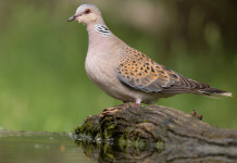 Face-Federcaccia: piccolo aumento delle popolazioni di tortora nella rotta centro-orientale Face-Federcaccia: piccolo aumento delle popolazioni di tortora nella rotta centro-orientale