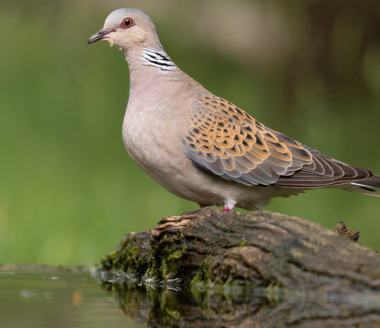 Face-Federcaccia: piccolo aumento delle popolazioni di tortora nella rotta centro-orientale Face-Federcaccia: piccolo aumento delle popolazioni di tortora nella rotta centro-orientale