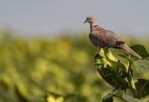 Feligetti: no alla caccia alla tortora dal collare Feligetti: no alla caccia alla tortora dal collare