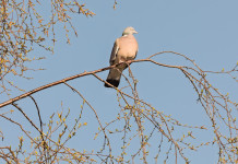 Feligetti (palombe.it): la riforma della legge 157/92 è un attacco alla caccia sociale Feligetti (palombe.it): la riforma della legge 157/92 è un attacco alla caccia sociale: colombaccio su ramo