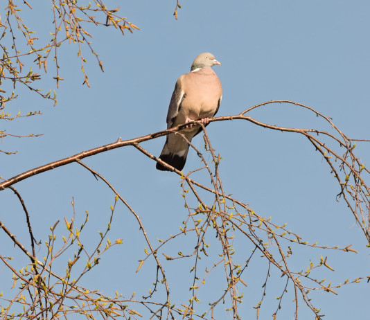 Feligetti (palombe.it): la riforma della legge 157/92 è un attacco alla caccia sociale Feligetti (palombe.it): la riforma della legge 157/92 è un attacco alla caccia sociale: colombaccio su ramo