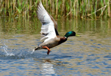 I dettagli del calendario venatorio del Veneto 2025/2026 I dettagli del calendario venatorio del Veneto 2025/2026: germano reale prende il volo