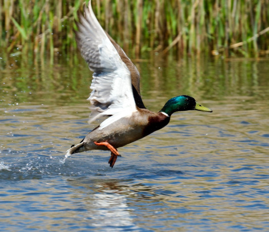 I dettagli del calendario venatorio del Veneto 2025/2026 I dettagli del calendario venatorio del Veneto 2025/2026: germano reale prende il volo