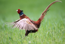 I dettagli del calendario venatorio della Toscana 2025/2026 I dettagli del calendario venatorio della Toscana 2025/2026: fagiano