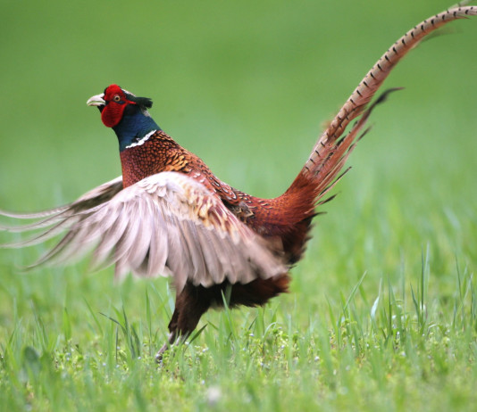 I dettagli del calendario venatorio della Toscana 2025/2026 I dettagli del calendario venatorio della Toscana 2025/2026: fagiano