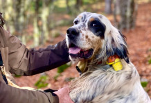 I punti chiave della riforma della legge 157/92 I punti chiave della riforma della legge 157 92: cacciatore con cane