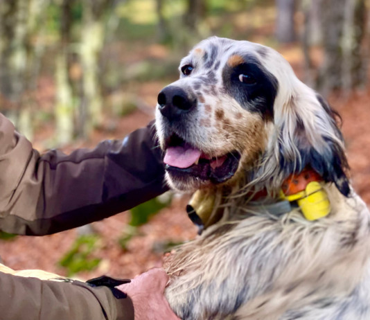 I punti chiave della riforma della legge 157/92 I punti chiave della riforma della legge 157 92: cacciatore con cane
