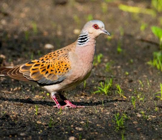 In Lombardia divieto di caccia a tre specie nel 2025/2026 In Lombardia divieto di caccia a tre specie nel 2025/2026: tortora selvatica (Streptopelia turtur)