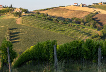 L’Arcicaccia: battaglia politica sulla rappresentanza dei cacciatori negli Atc abruzzesi L’Arcicaccia: battaglia politica sulla rappresentanza dei cacciatori negli Atc abruzzesi