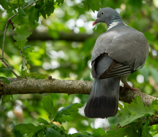 Libera Caccia: «Orgogliosi del ricorso» sul controllo del colombaccio in Emilia Romagna Libera Caccia: «Orgogliosi del ricorso» sul controllo del colombaccio in Emilia Romagna