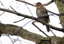 Qual è l’aspetto definitivo del calendario venatorio dell’Umbria? Qual è l’aspetto definitivo del calendario venatorio dell’Umbria? tordo bottaccio