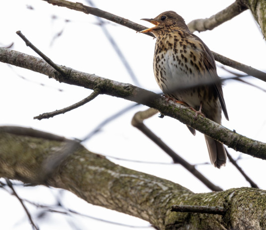 Qual è l’aspetto definitivo del calendario venatorio dell’Umbria? Qual è l’aspetto definitivo del calendario venatorio dell’Umbria? tordo bottaccio