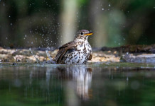 Quanti calendari venatori regionali mancano ancora? Quanti calendari venatori regionali mancano ancora? tordo bottaccio in acqua