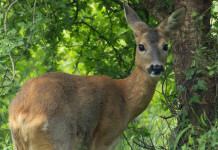 Quanti caprioli cacciabili in Toscana nel 2025/2026? Quanti caprioli cacciabili in Toscana nel 2025/2026?