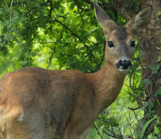 Quanti caprioli cacciabili in Toscana nel 2025/2026? Quanti caprioli cacciabili in Toscana nel 2025/2026?