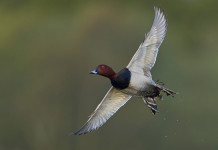 Quanti moriglioni cacciabili nei singoli Atc del Lazio? Quanti moriglioni cacciabili nei singoli Atc del Lazio?