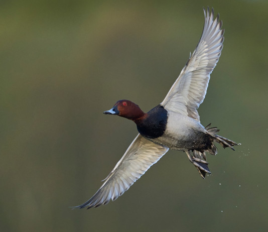 Quanti moriglioni cacciabili nei singoli Atc del Lazio? Quanti moriglioni cacciabili nei singoli Atc del Lazio?
