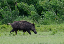 Respinto il ricorso della Lombardia sul divieto di caccia in prossimità dei valichi montani Respinto il ricorso della Lombardia sul divieto di caccia in prossimità dei valichi montani; cinghiale