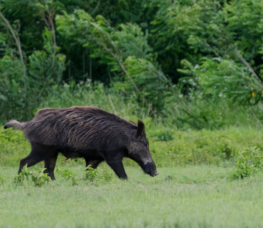 Respinto il ricorso della Lombardia sul divieto di caccia in prossimità dei valichi montani Respinto il ricorso della Lombardia sul divieto di caccia in prossimità dei valichi montani; cinghiale