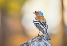 Ripartite tra regioni le piccole quantità prelevabili nel regime di caccia in deroga Ripartite tra regioni le piccole quantità prelevabili nel regime di caccia in deroga: fringuello