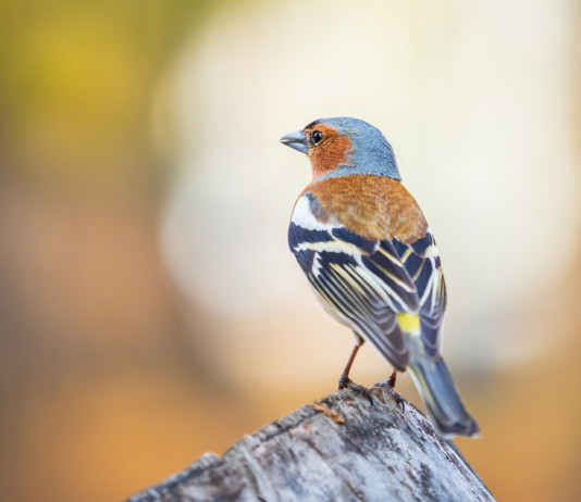 Ripartite tra regioni le piccole quantità prelevabili nel regime di caccia in deroga Ripartite tra regioni le piccole quantità prelevabili nel regime di caccia in deroga: fringuello