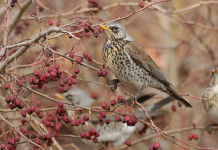 Verdi-Sinistra presenta mozione sulla caccia Verdi-Sinistra presenta mozione sulla caccia: cesena