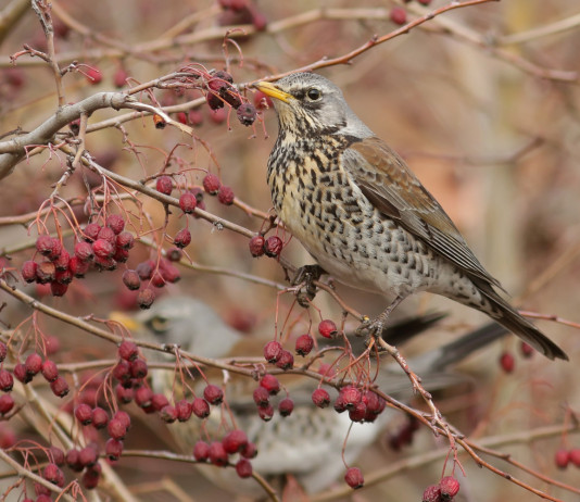 Verdi-Sinistra presenta mozione sulla caccia Verdi-Sinistra presenta mozione sulla caccia: cesena