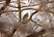 Approvata in prima lettura legge con emendamento sui valichi montani Approvata in prima lettura legge con emendamento sui valichi montani - cesena (Turdus pilaris)