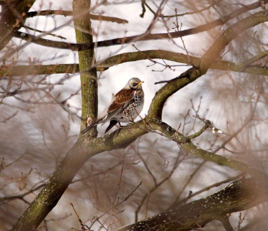 Approvata in prima lettura legge con emendamento sui valichi montani Approvata in prima lettura legge con emendamento sui valichi montani - cesena (Turdus pilaris)