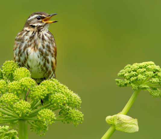 Approvato emendamento sull’abolizione del divieto di caccia in prossimità dei valichi montani Approvato emendamento sull’abolizione del divieto di caccia in prossimità dei valichi montani: tordo sassello (Turdus iliacus)