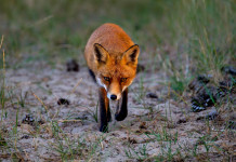 Approvato il calendario venatorio della Puglia 2025/2026 Approvato il calendario venatorio della Puglia 2025/2026: volpe