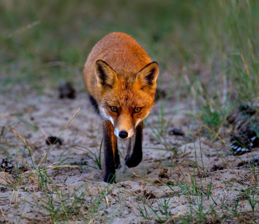 Approvato il calendario venatorio della Puglia 2025/2026 Approvato il calendario venatorio della Puglia 2025/2026: volpe