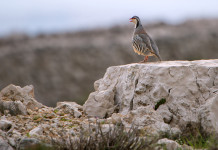 Approvato il calendario venatorio della Valle d’Aosta 2025/2026 Approvato il calendario venatorio della Valle d’Aosta 2025/2026: coturnice (Alectoris graeca, rock partridge) su un sasso