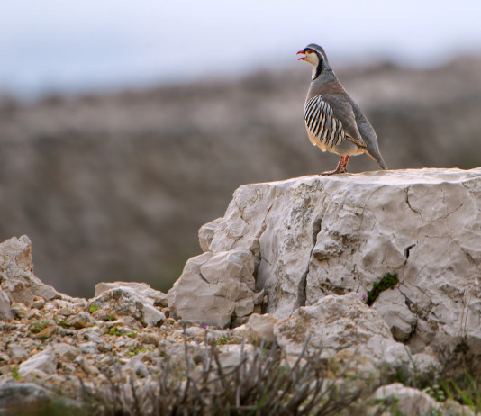 Approvato il calendario venatorio della Valle d’Aosta 2025/2026 Approvato il calendario venatorio della Valle d’Aosta 2025/2026: coturnice (Alectoris graeca, rock partridge) su un sasso