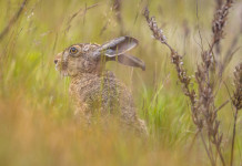 Caccia Magazine agosto 2025 in edicola e online Caccia Magazine agosto 2025 in edicola e online - lepre