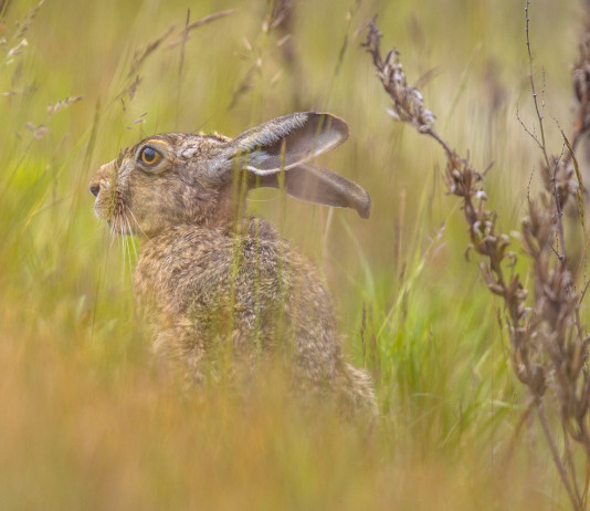 Caccia Magazine agosto 2025 in edicola e online Caccia Magazine agosto 2025 in edicola e online - lepre