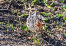 Cambia la normativa sui richiami vivi in Veneto Cambia la normativa sui richiami vivi in Veneto - tordo sassello (Turdus iliacus)