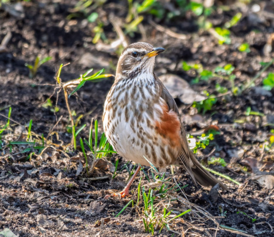 Cambia la normativa sui richiami vivi in Veneto Cambia la normativa sui richiami vivi in Veneto - tordo sassello (Turdus iliacus)