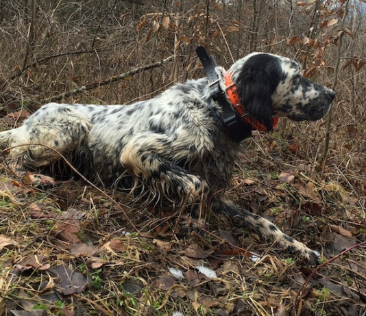 Cani da caccia: la magia della ferma Cani da caccia: la magia della ferma