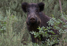 Commissario straordinario alla peste suina africana firma l’ordinanza 3/25 Commissario straordinario alla peste suina africana firma l’ordinanza 3/25: cinghiale